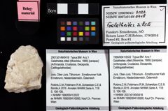 Foto (Objket + Etiketten) von Galatheites zitteli (Moericke, 1889) 